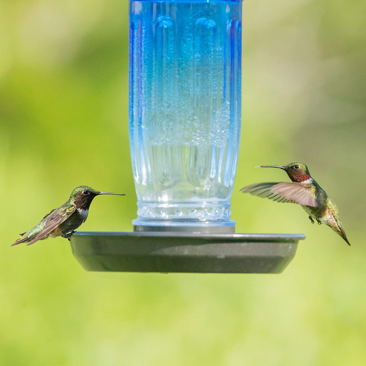 Kingsyard 16 oz capacity supports ongoing bird visits.