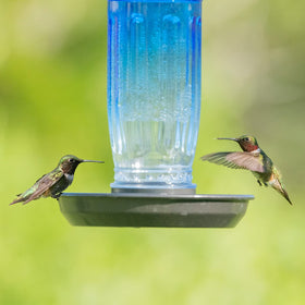 Kingsyard 16 oz capacity supports ongoing bird visits.