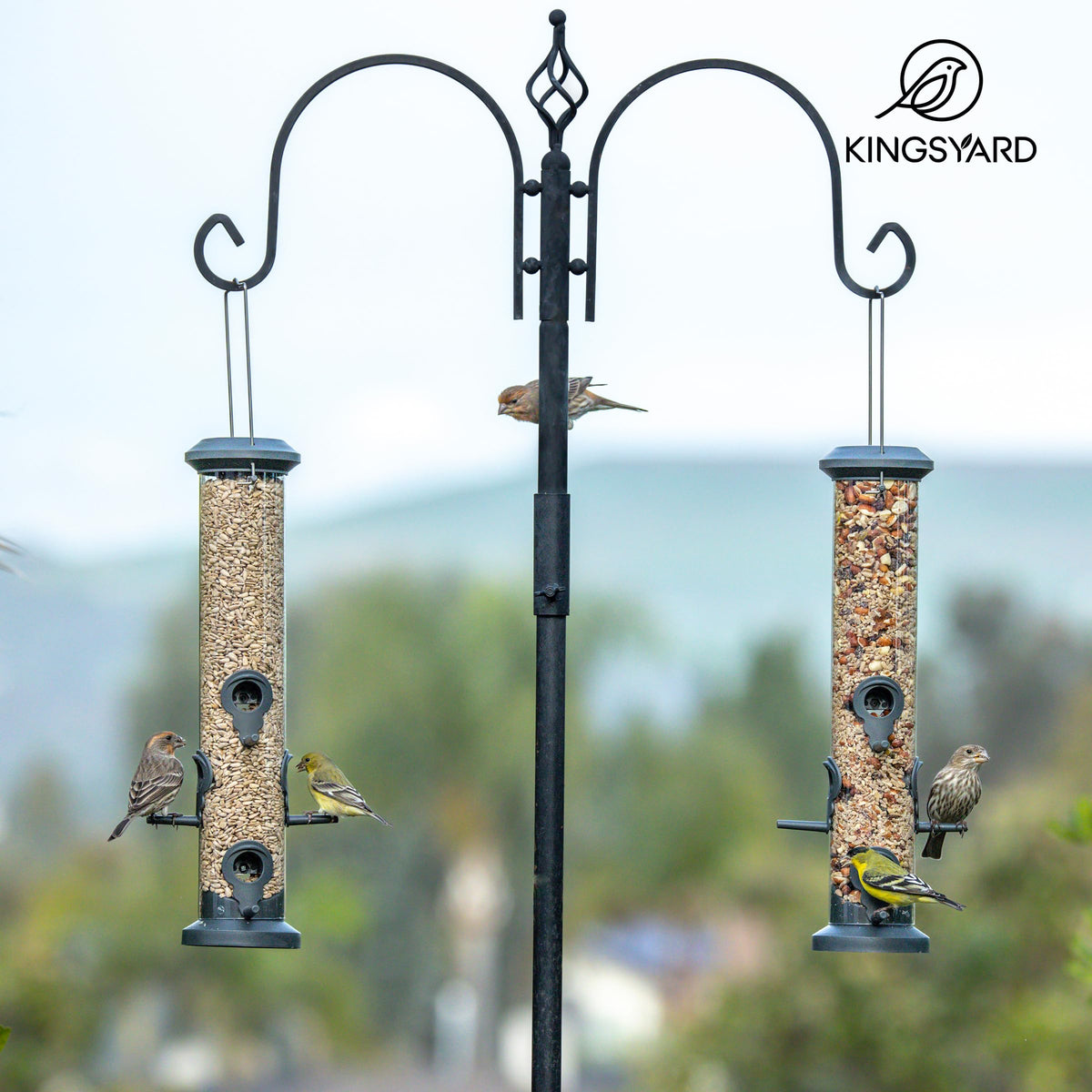 Kingsyard 2-pack attract birds from a hanging view, ideal for backyard observation