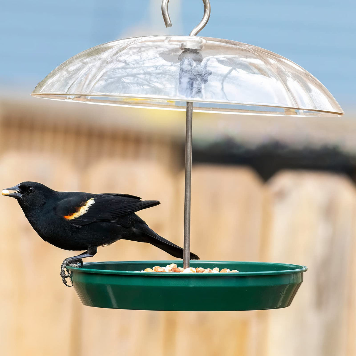 Kingsyard attracts bluebirds, cardinals, and doves with varied seeds.