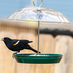 Kingsyard attracts bluebirds, cardinals, and doves with varied seeds.