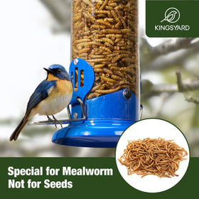 Kingsyard bluebird feeder with safety lid guards feed during rain.