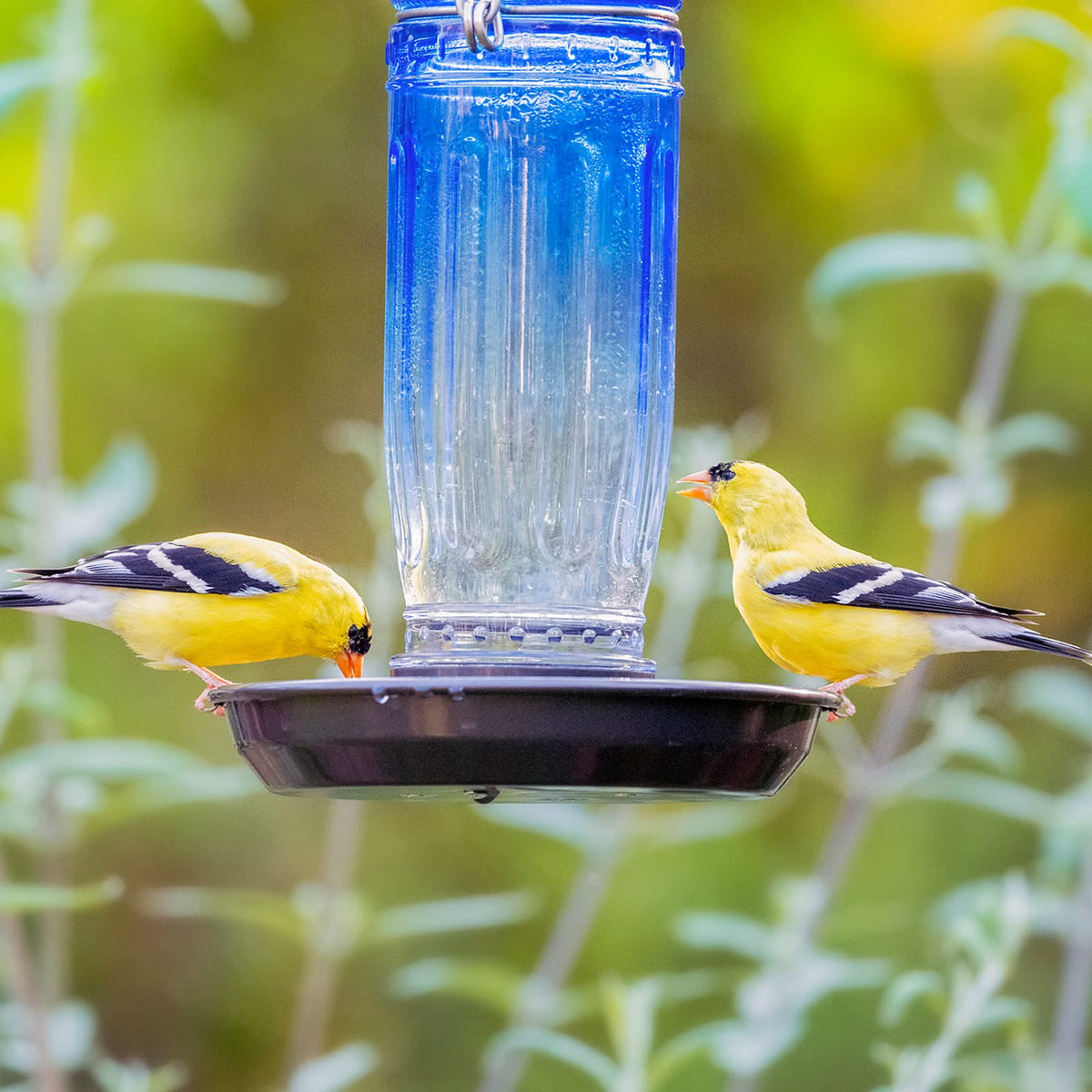 Kingsyard gift-ready bird feeder for nature lovers.