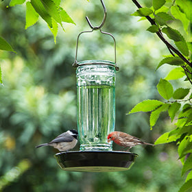 Kingsyard green glass bottle attracts birds with clear water supply.