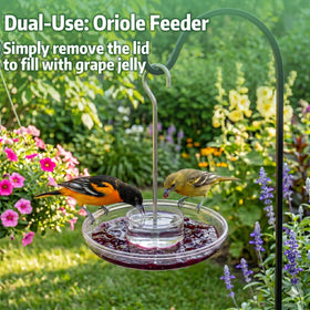 Kingsyard red feeder attracts curious hummingbirds with vibrant color.