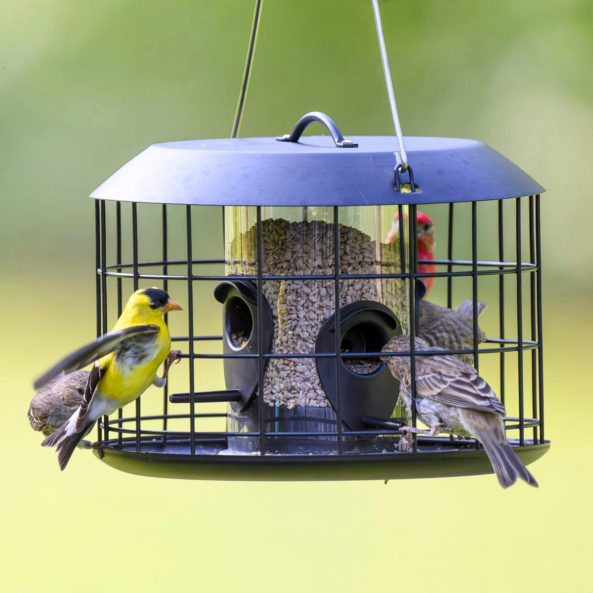 Kingsyard mesh caged bird feeder close-up mesh highlights small-bird friendly openings.