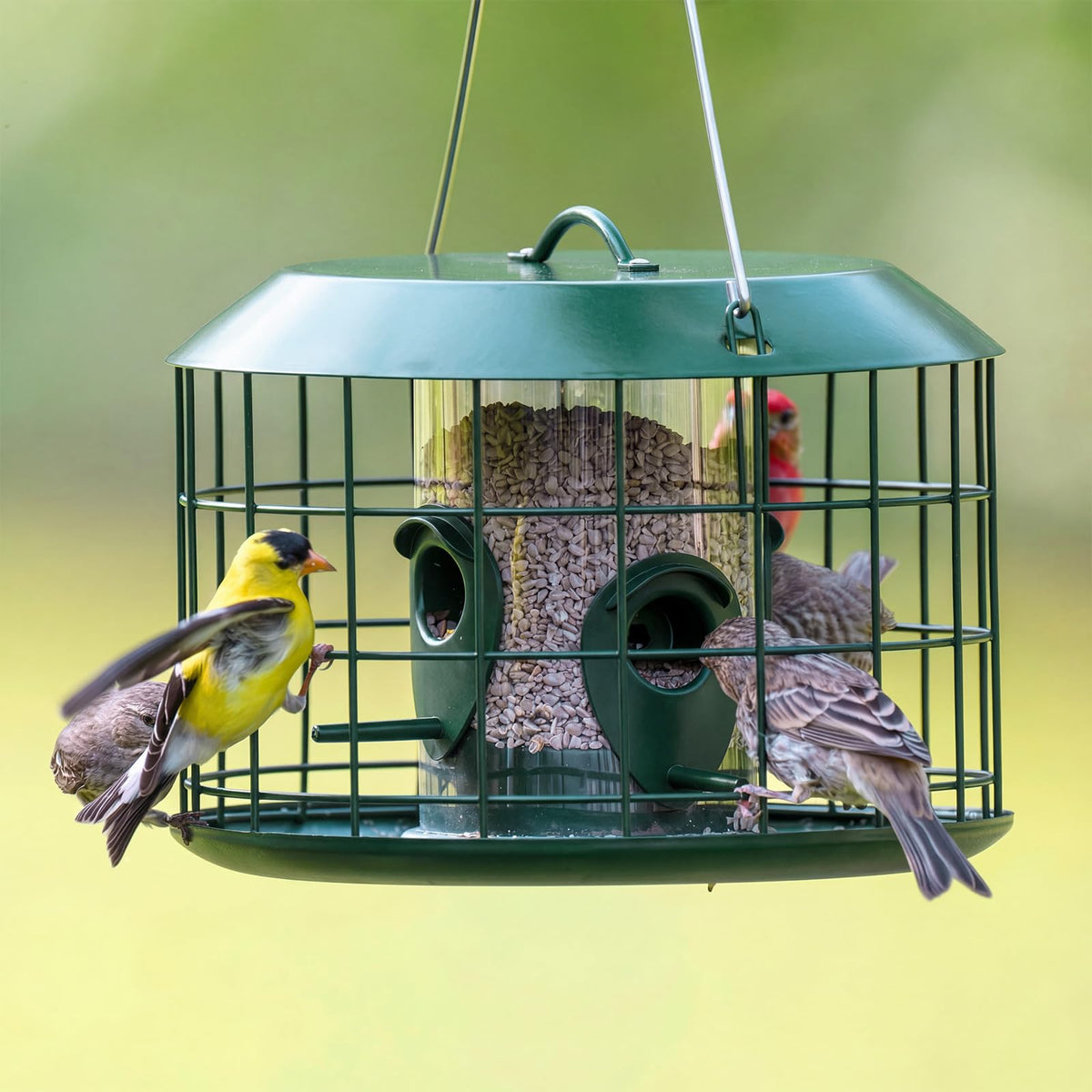 Metal cage bird feeder with roof designed to protect seeds from weather