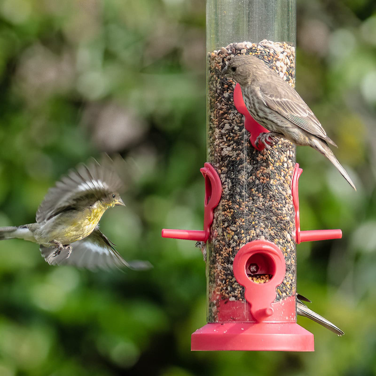 Kingsyard feeding ports and perches invite social feathered visitors to feed.