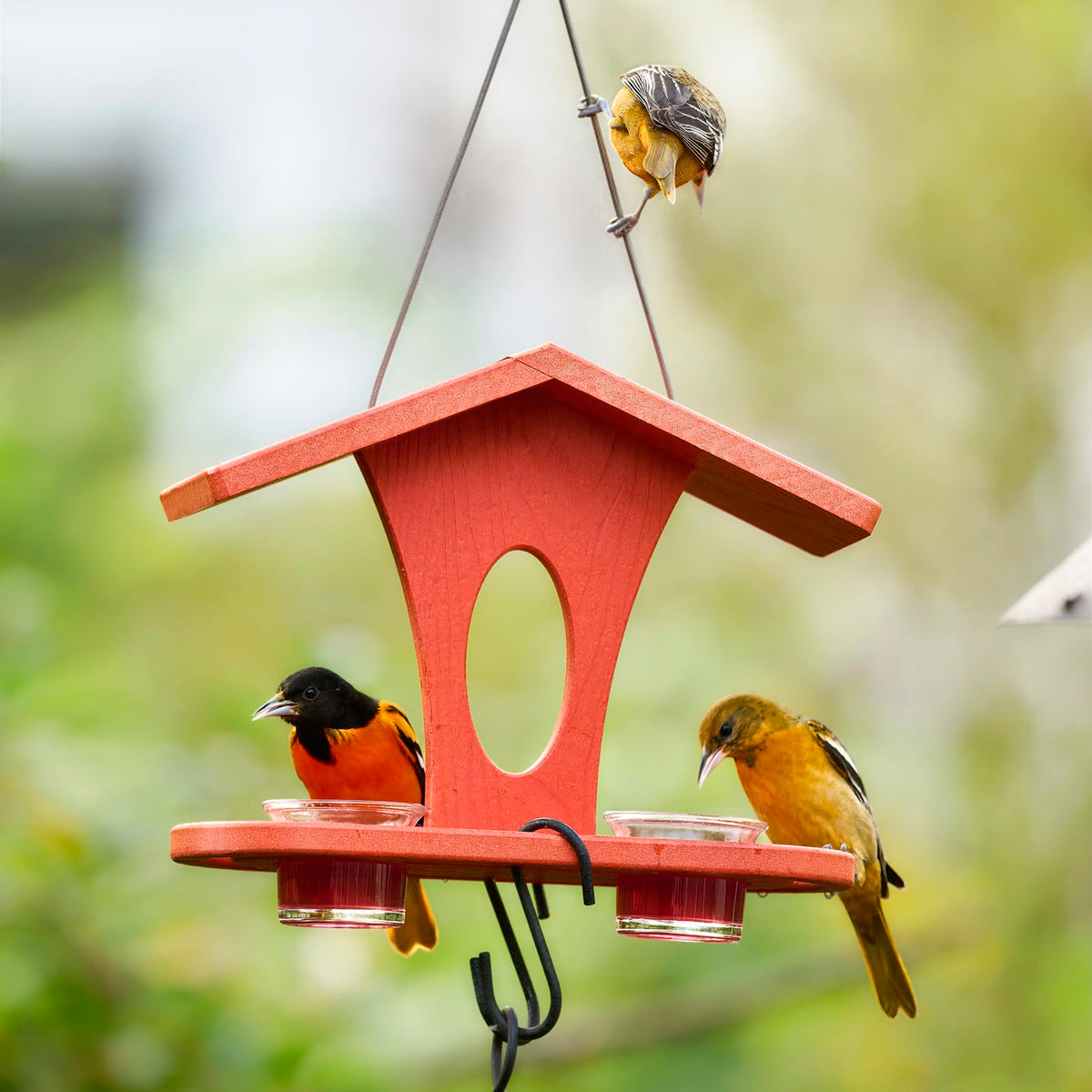 Kingsyard oriole jelly feeder showing two 5 oz glass dishes for nectar or jelly