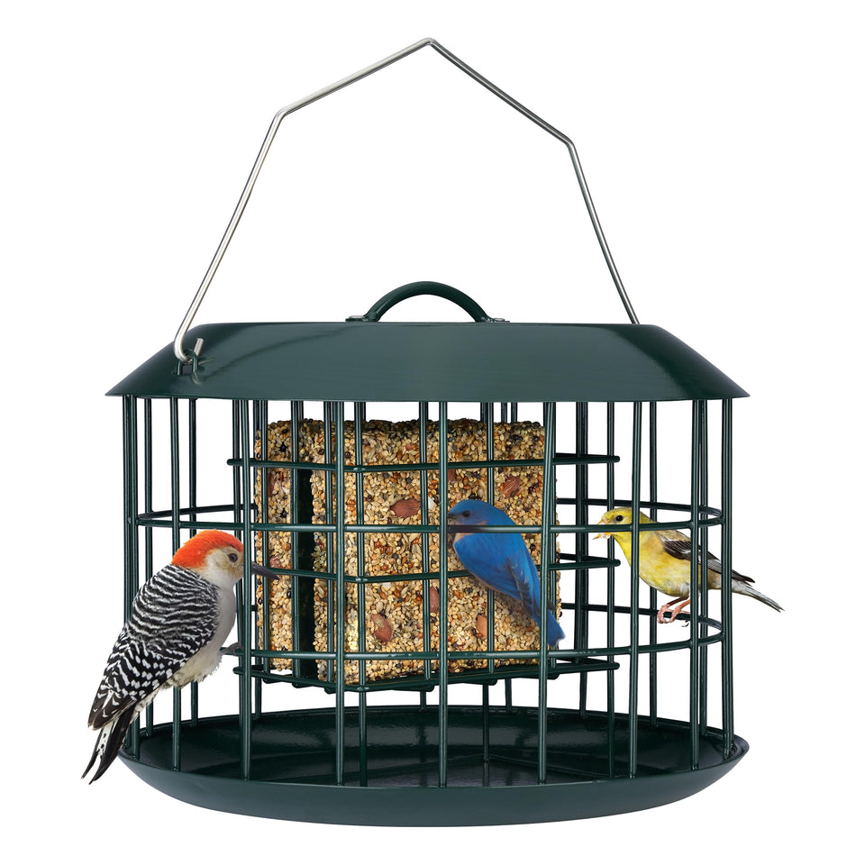 Kingsyard squirrel-proof cage keeps suet safe while small birds feed.