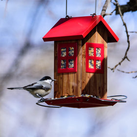 Kingsyard transparent window helps monitor seed levels.