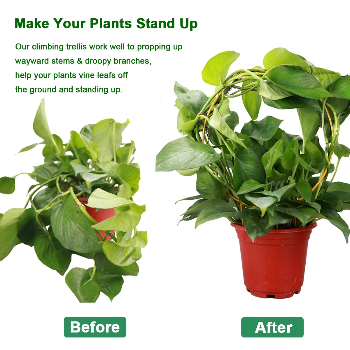 Kiouposy circle trellis helps stems rise neatly for a tidy houseplant display.