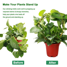 Kiouposy circle trellis helps stems rise neatly for a tidy houseplant display.