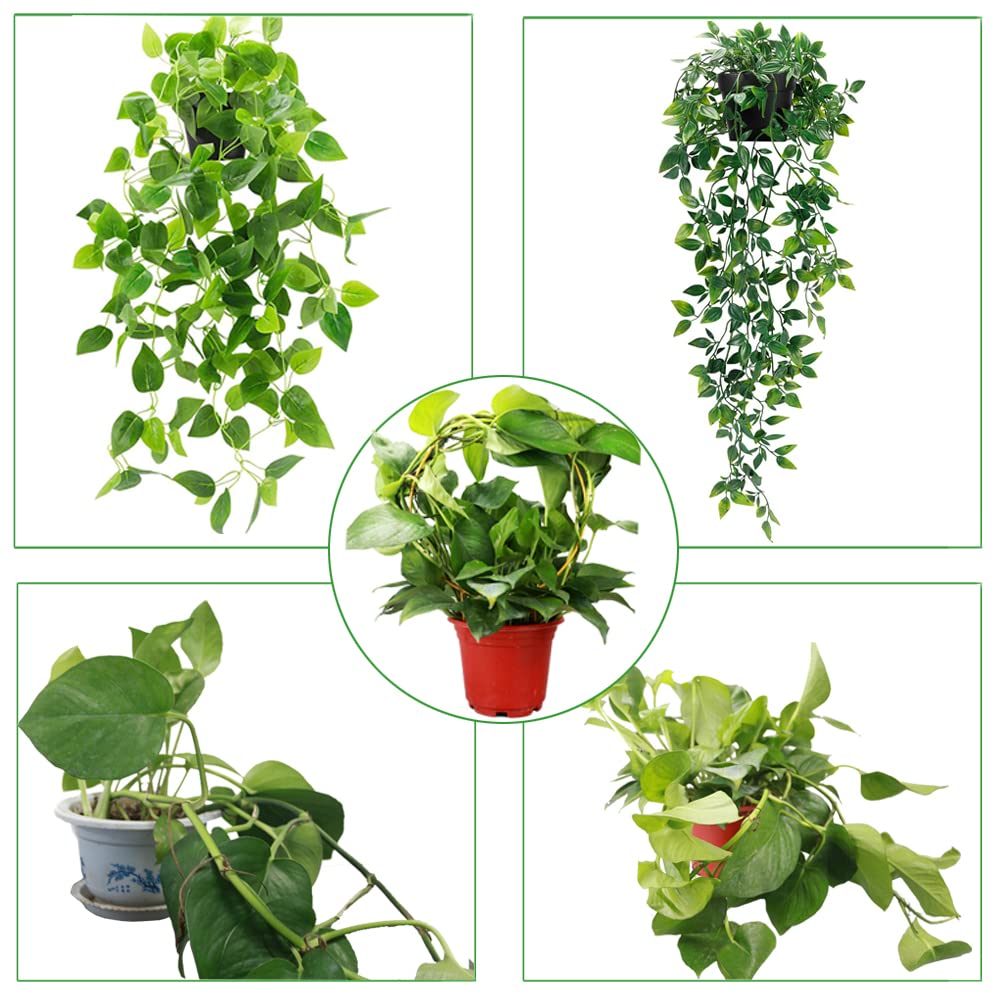 Round plant stake trellis brings a polished finish to home garden displays.