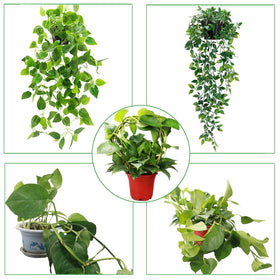 Round plant stake trellis brings a polished finish to home garden displays.
