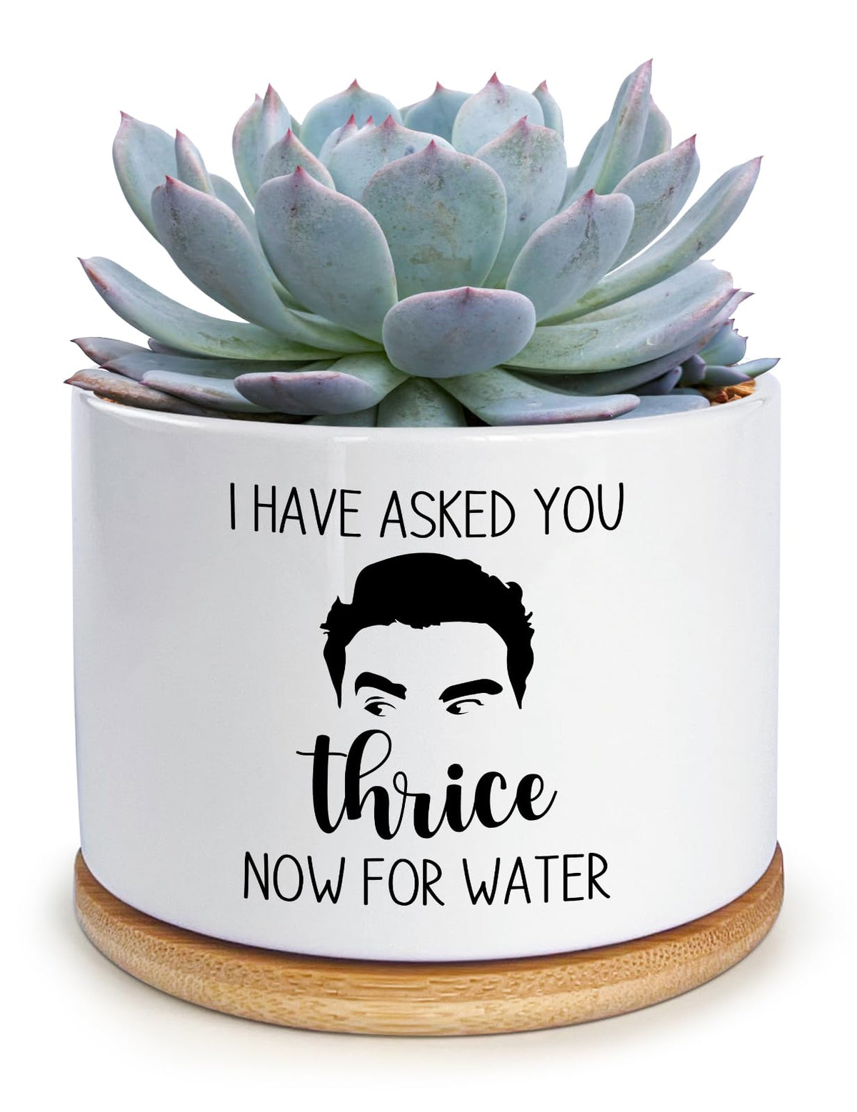 KISJO I Have Asked You Thrice Now for Water ceramic planter with drainage, a humorous desk accent