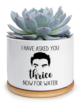 KISJO I Have Asked You Thrice Now for Water ceramic planter with drainage, a humorous desk accent