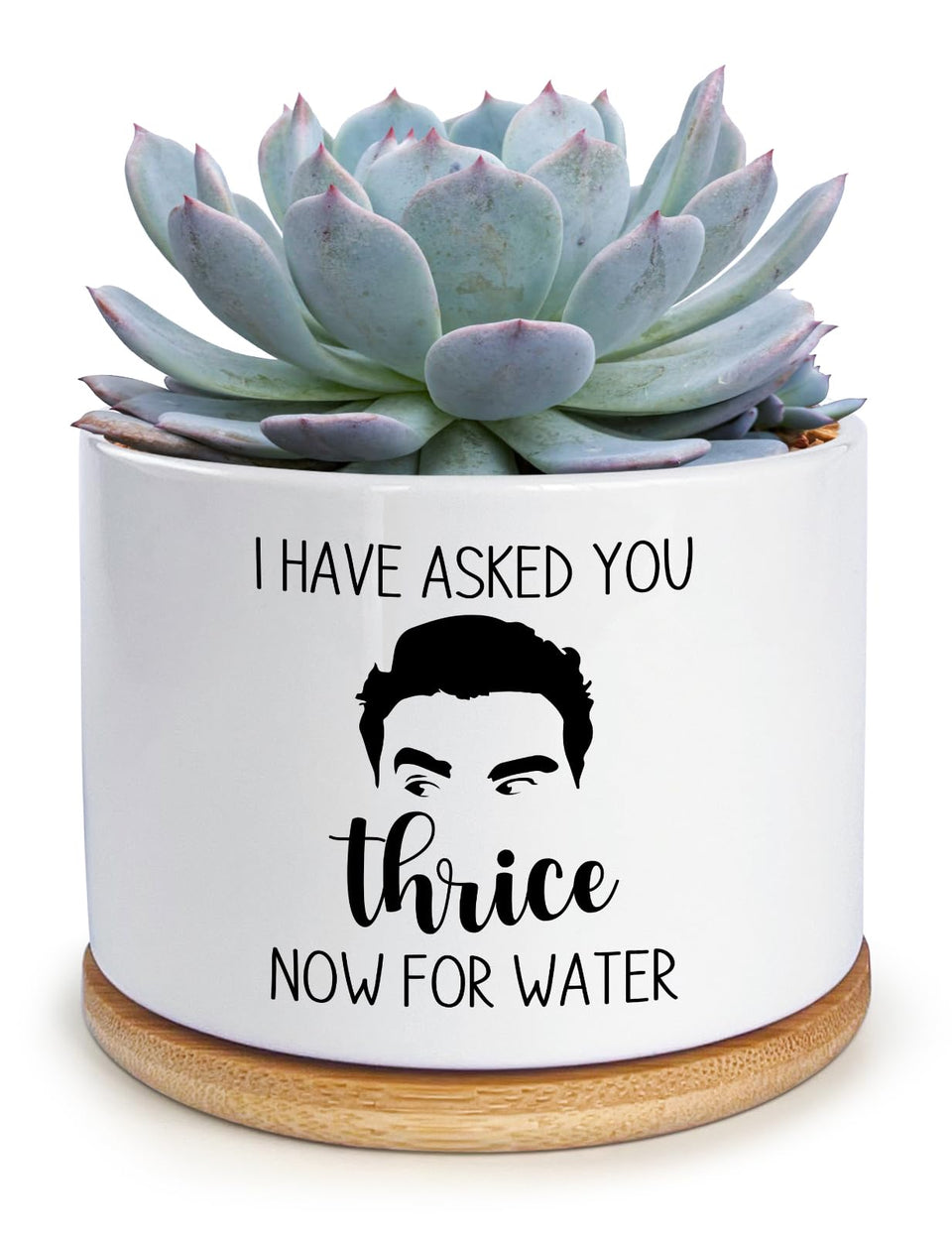 KISJO I Have Asked You Thrice Now for Water ceramic planter with drainage, a humorous desk accent