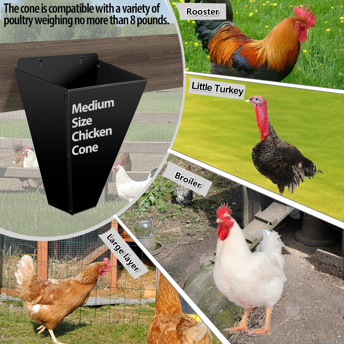 Kisotay chicken cone in use for handling larger birds safely