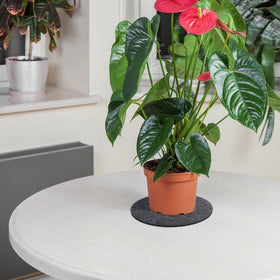 KITLAB hand-washable plant coasters dry flat for quick use