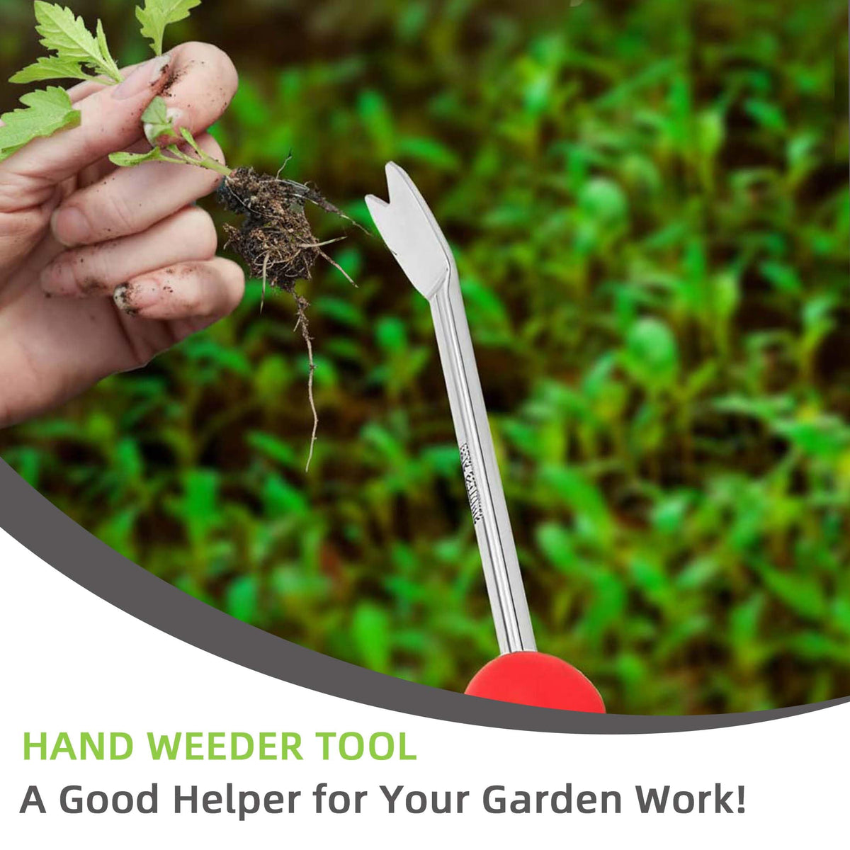 KLDOLLAR stainless steel weeder offers durable, rust-resistant performance outdoors.