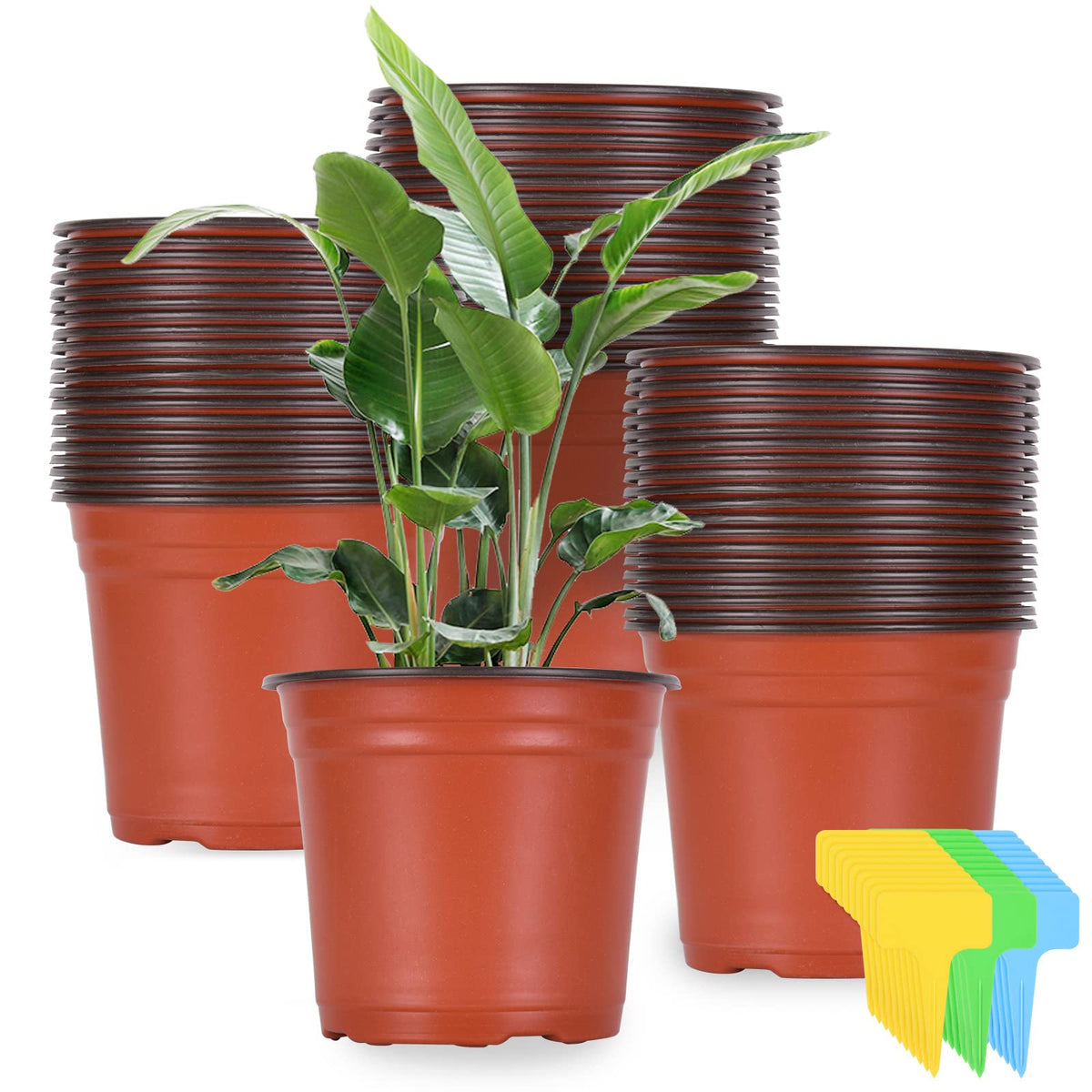 Kleeblatt 6-inch nursery pots set ideal for seed starting and transplant-ready.