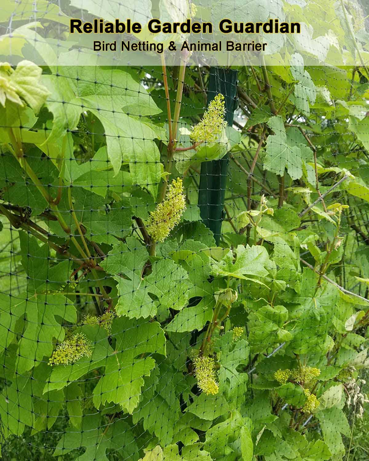 KLEWEE berries-protected image: netting over blueberry bushes to deter birds