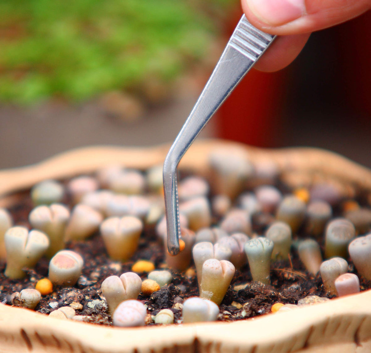 KMHIGH kitchen tweezers enable precise picking of herbs and garnishes