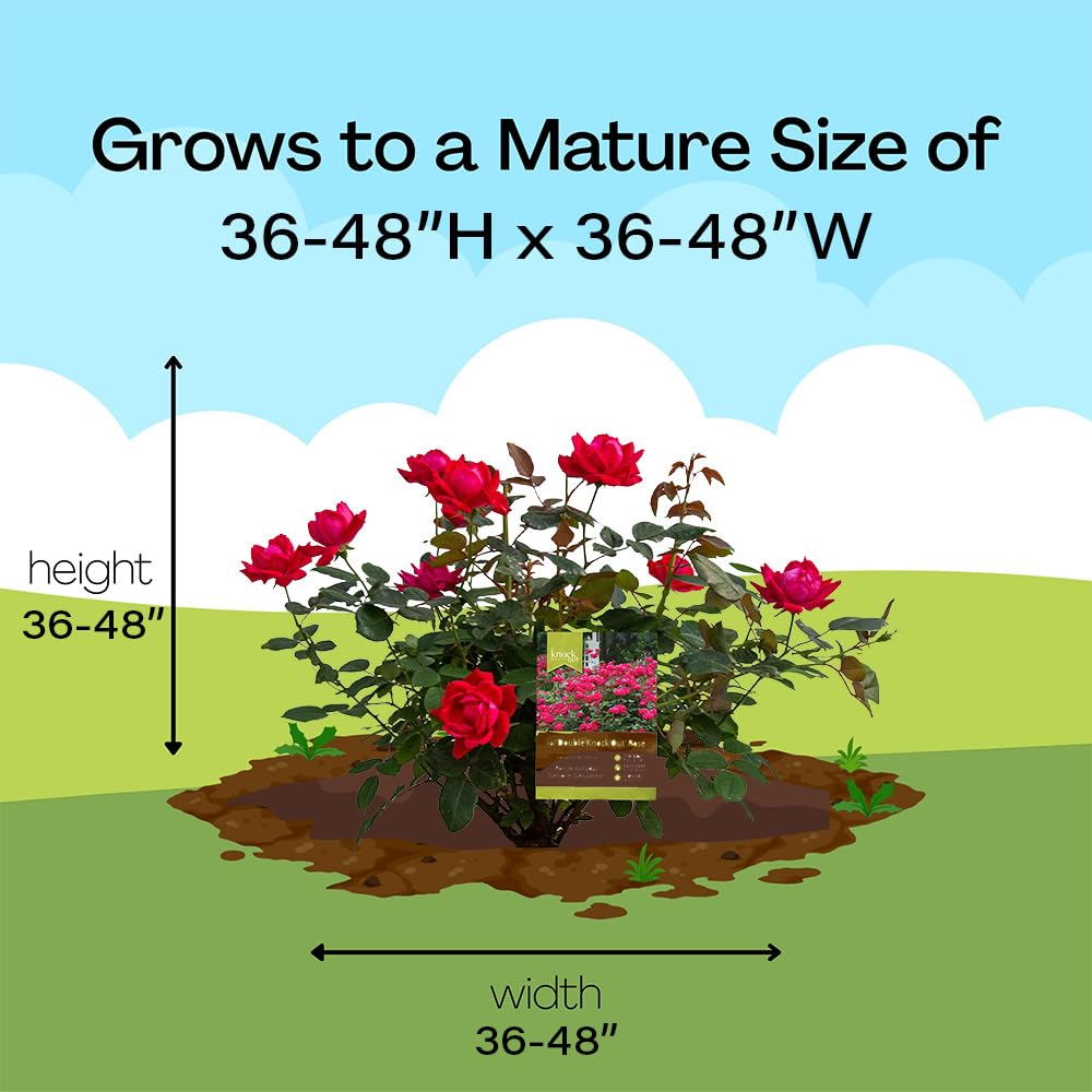 Knockout Double Rose 1-gallon pot ready for planting.
