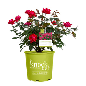 Knockout Double Rose bloom closeup in cherry red for striking borders.