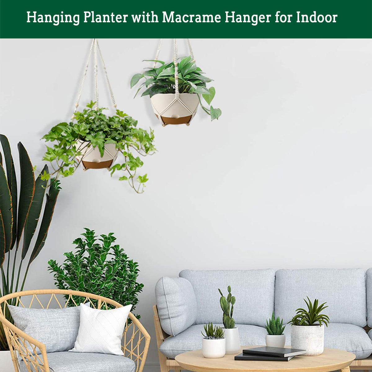 Koalaime detachable saucer provides a water reservoir to prevent overwatering