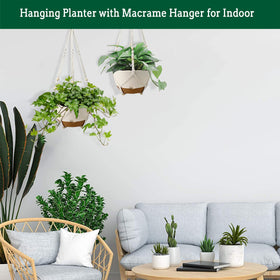 Koalaime detachable saucer provides a water reservoir to prevent overwatering
