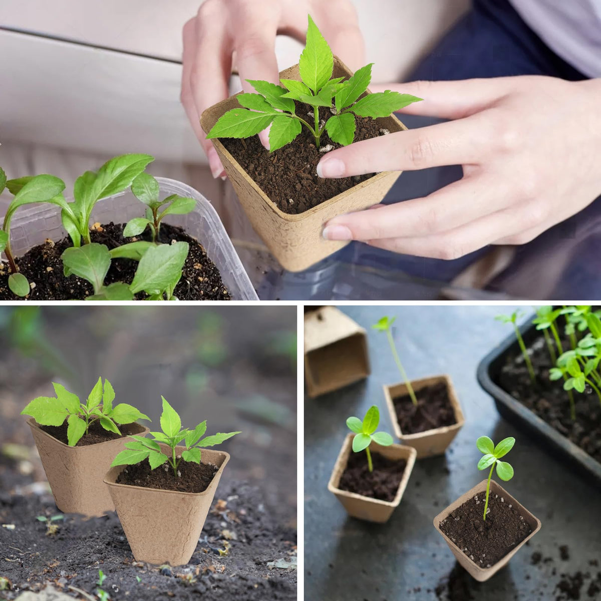 KOAMLY seedling pots suitable for herbs, vegetables, and flowering plants.