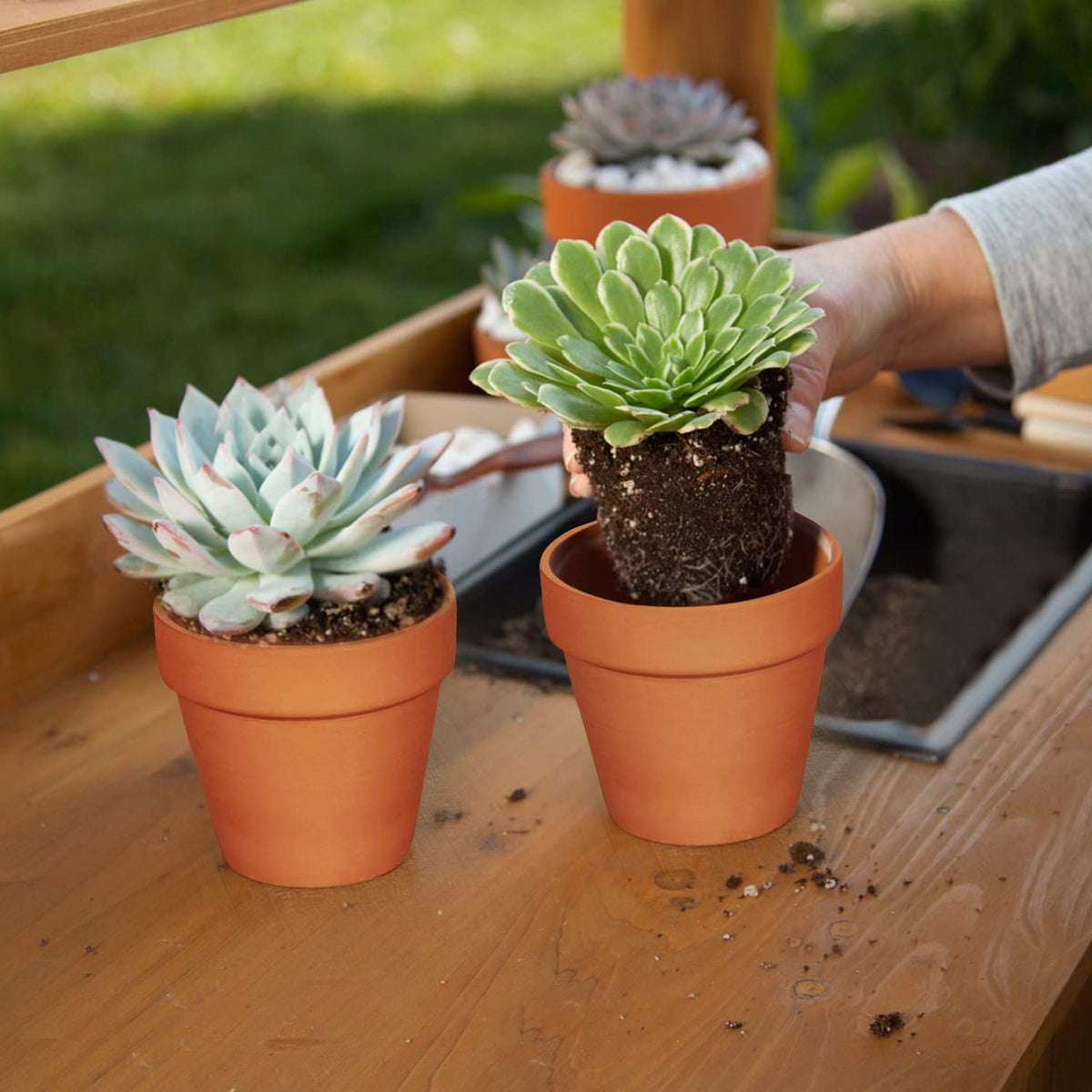 KOAMLY succulent-friendly terracotta pots support proper watering and growth.