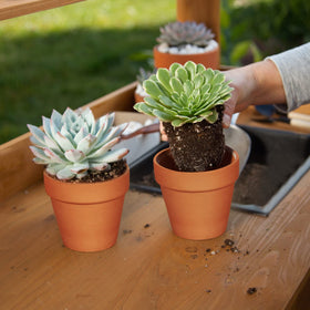 KOAMLY succulent-friendly terracotta pots support proper watering and growth.
