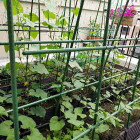 Kogrew weatherproof stake protects vines from wind with sturdy framing