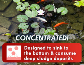 Dropping a KoiWorx Muck Reducer tablet into a pond for effortless use