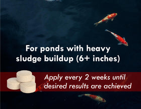Clearer pond water after using Koi Worx Muck Reducer