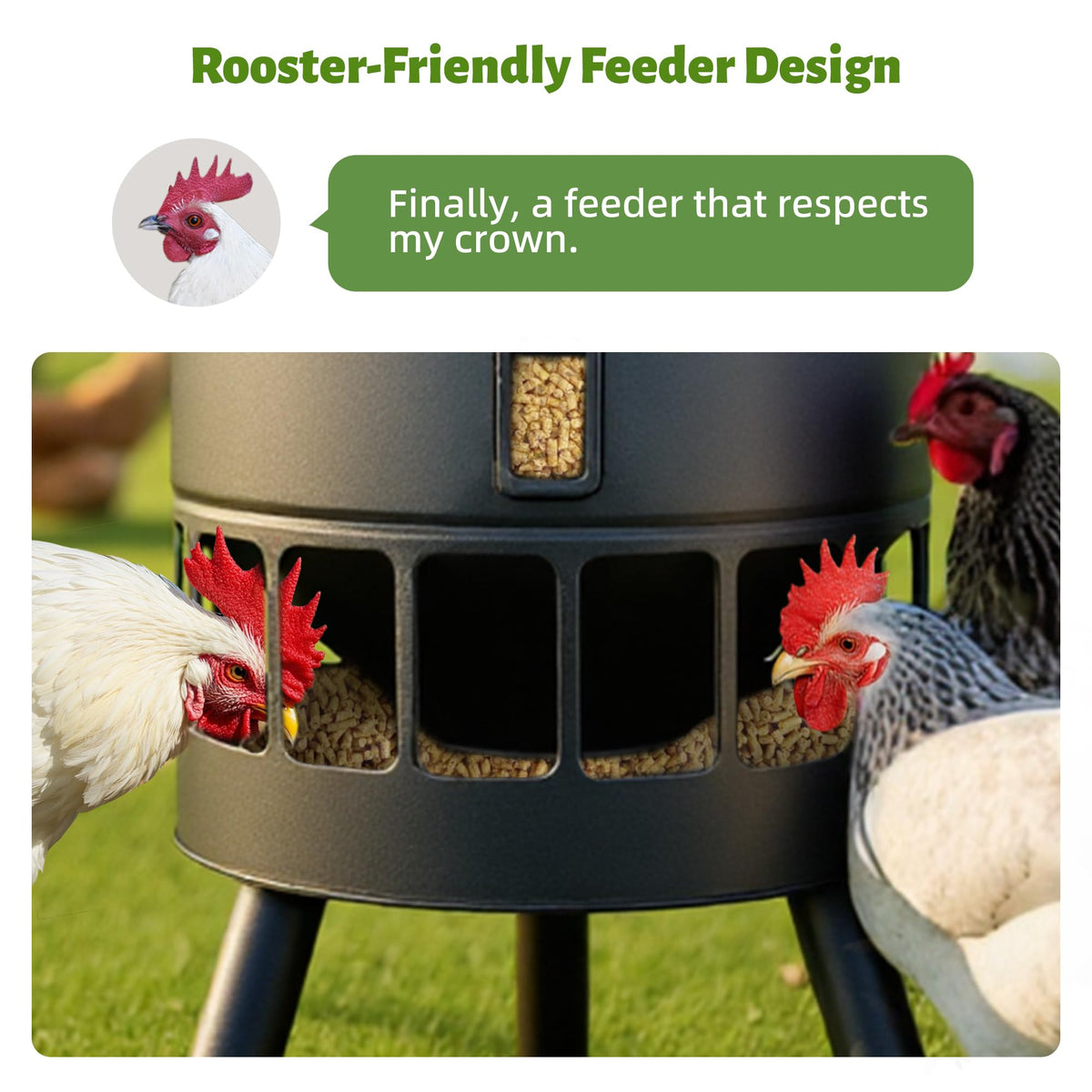 KOL feeder in coop use for organized feeding of flocks.