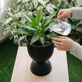 KOL Planters large planter for trees or tall greenery.