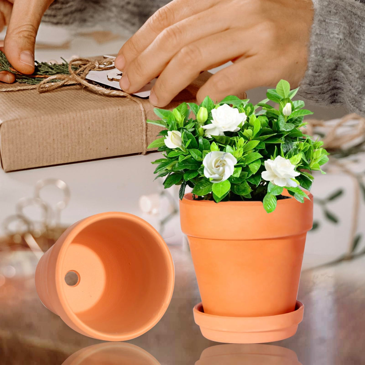 Kosrtuny indoor-outdoor terracotta pots on a bright windowsill.