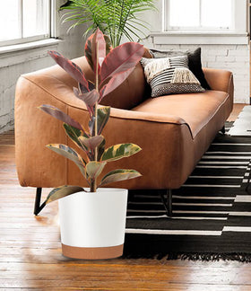 kubvici 10-inch pot on windowsill or tabletop
