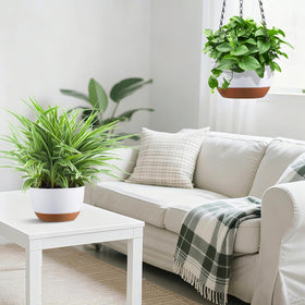 Kvetto vertical greening arrangement for a living space.