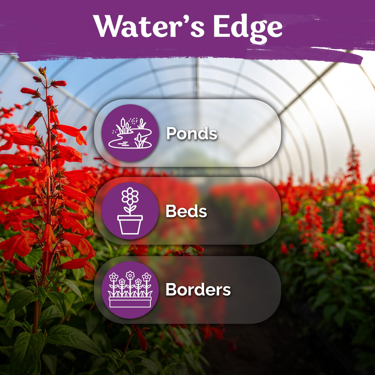 KVITER cardinal flower attracts hummingbirds and butterflies in gardens.