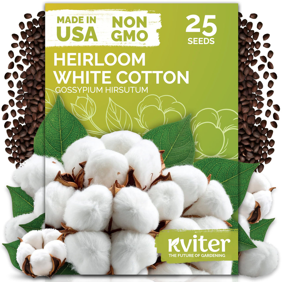 KVITER 25 White Cotton Seeds for garden planting showing real cotton growth potential.