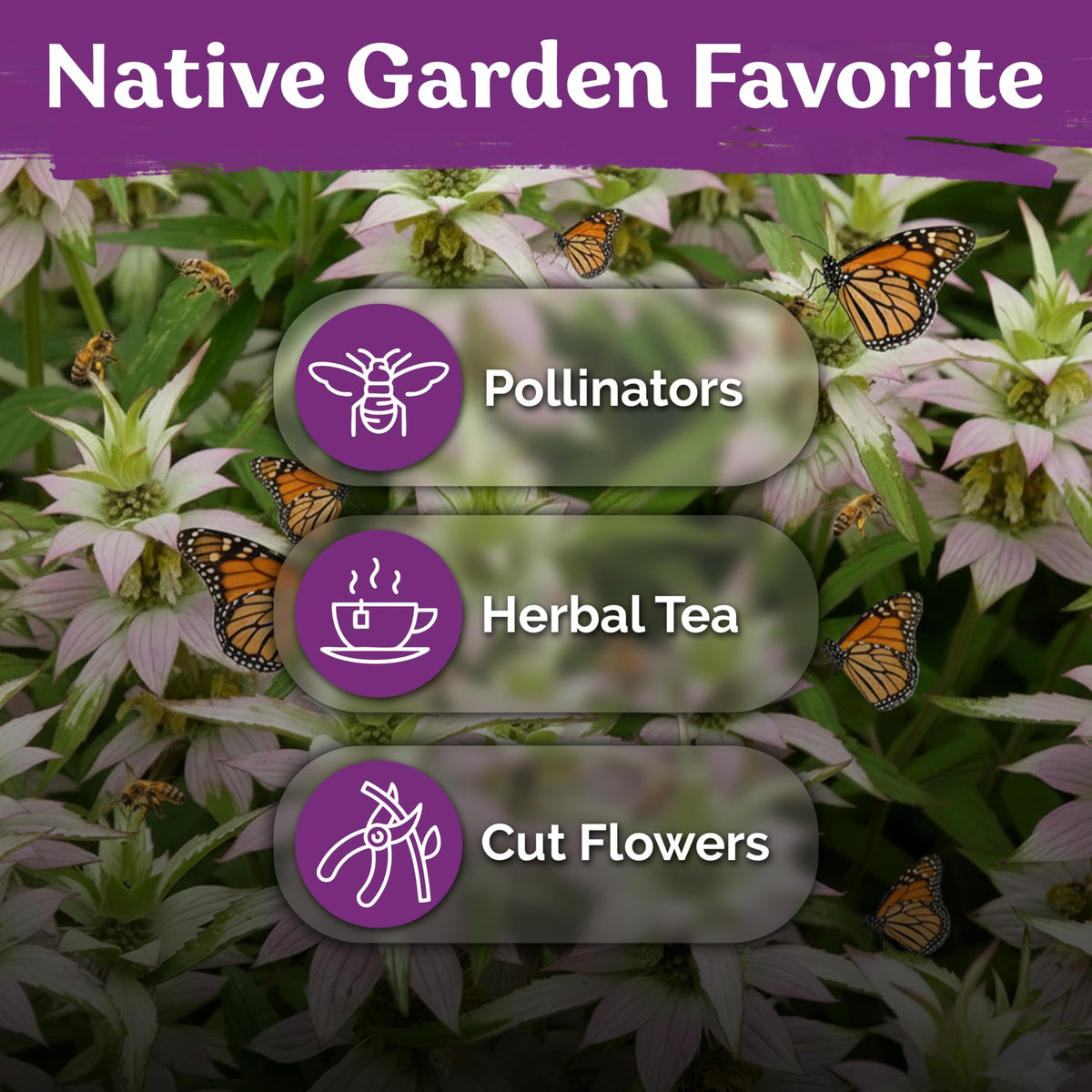 KVITER 350 Spotted Bee Balm leaves with oregano-like aroma for herb spaces