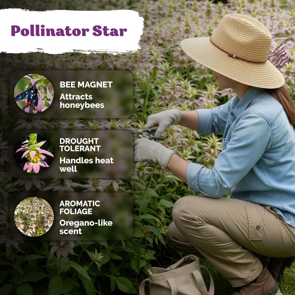 KVITER 350 Spotted Bee Balm seeds germination in 10–20 days at ideal temps