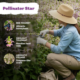 KVITER 350 Spotted Bee Balm seeds germination in 10–20 days at ideal temps