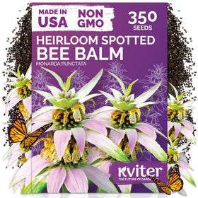 KVITER 350 Spotted Bee Balm seeds top view in packet showing seed quality for pollinator gardens