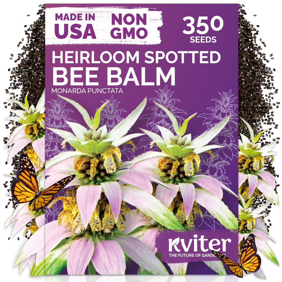 KVITER 350 Spotted Bee Balm seeds top view in packet showing seed quality for pollinator gardens
